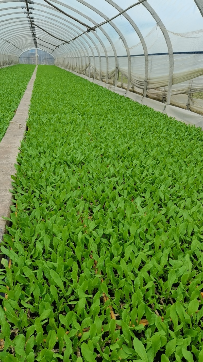 油麦菜苗，本基地全年供应各种蔬菜种苗，保质，成活率高