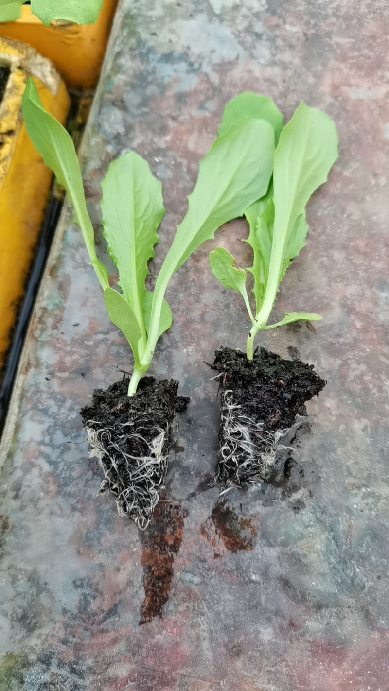 油麦菜苗，本基地全年供应各种蔬菜种苗，保质，成活率高