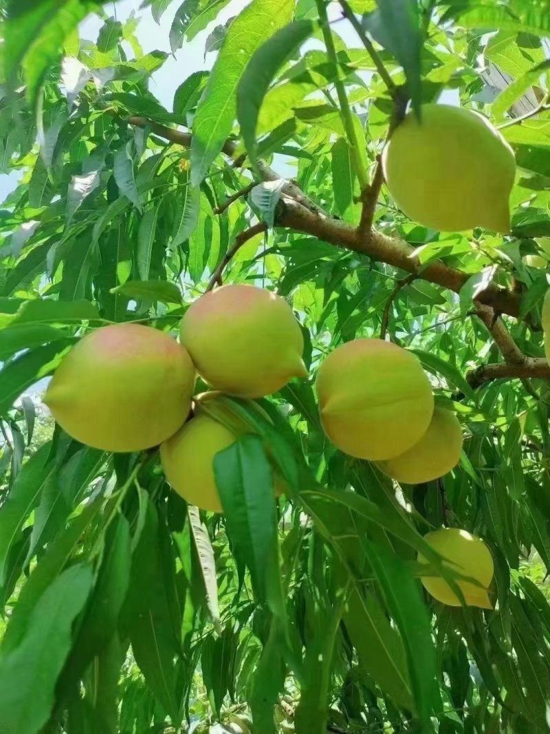 正宗连平鹰嘴蜜桃