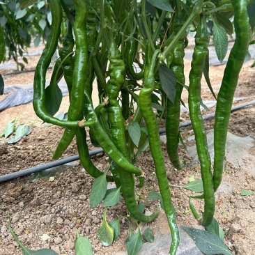 抗性强线椒苗露天保护地均可种植产量高商品率高