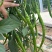 抗性强线椒苗露天保护地均可种植产量高商品率高