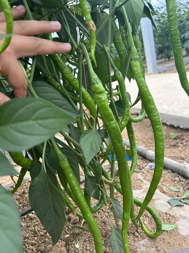 抗性强线椒苗露天保护地均可种植产量高商品率高