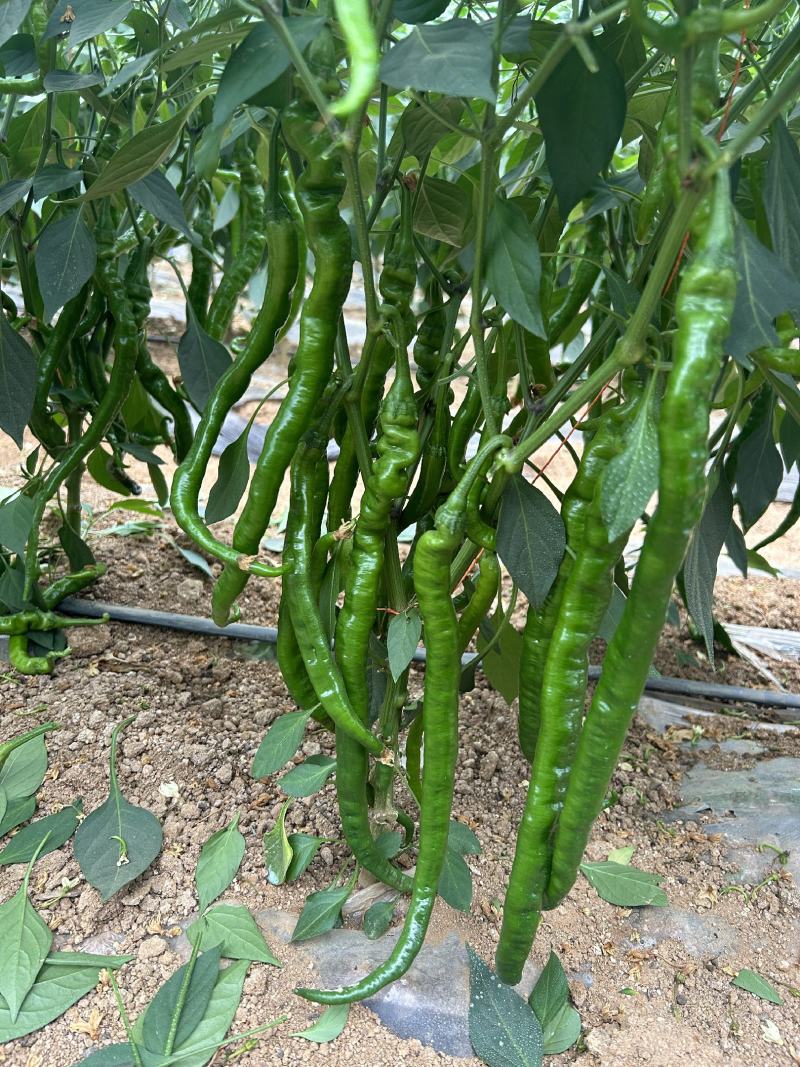 抗性强线椒苗露天保护地均可种植产量高商品率高