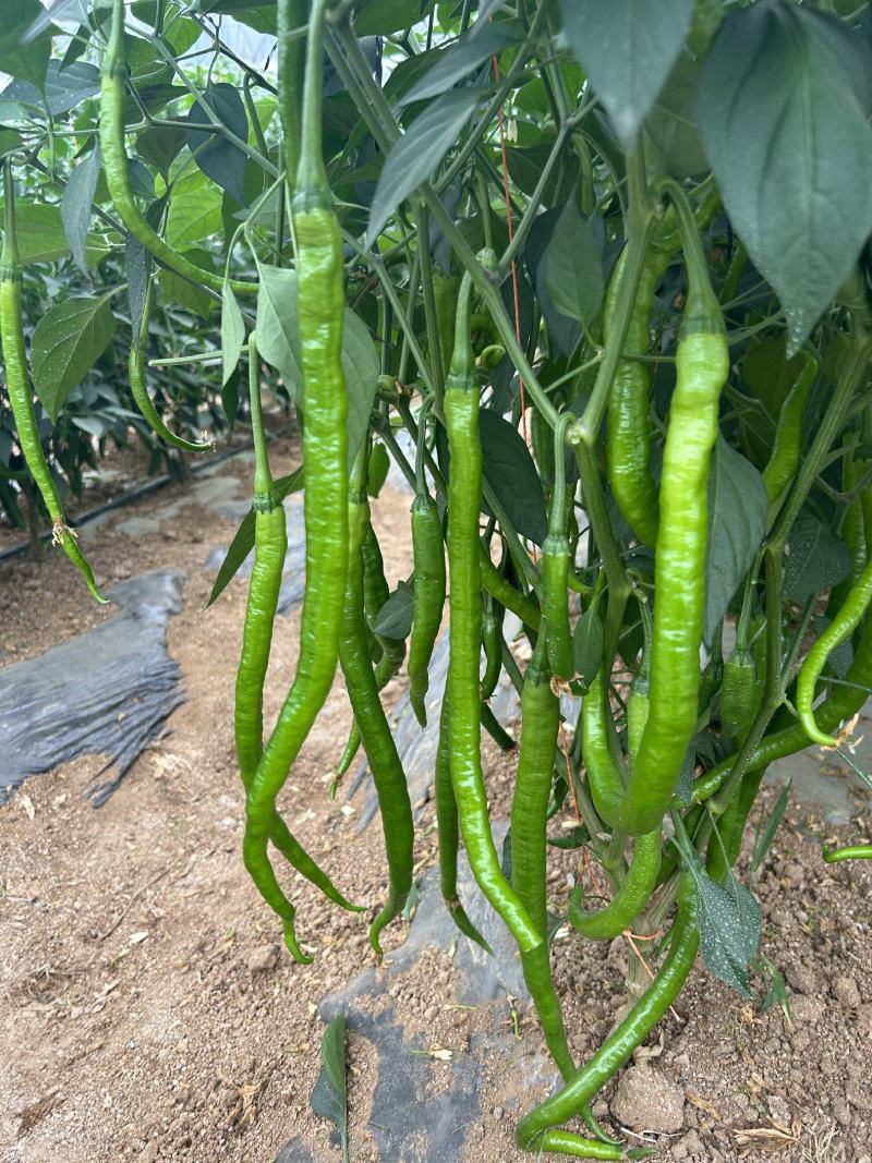 抗性强线椒苗露天保护地均可种植产量高商品率高