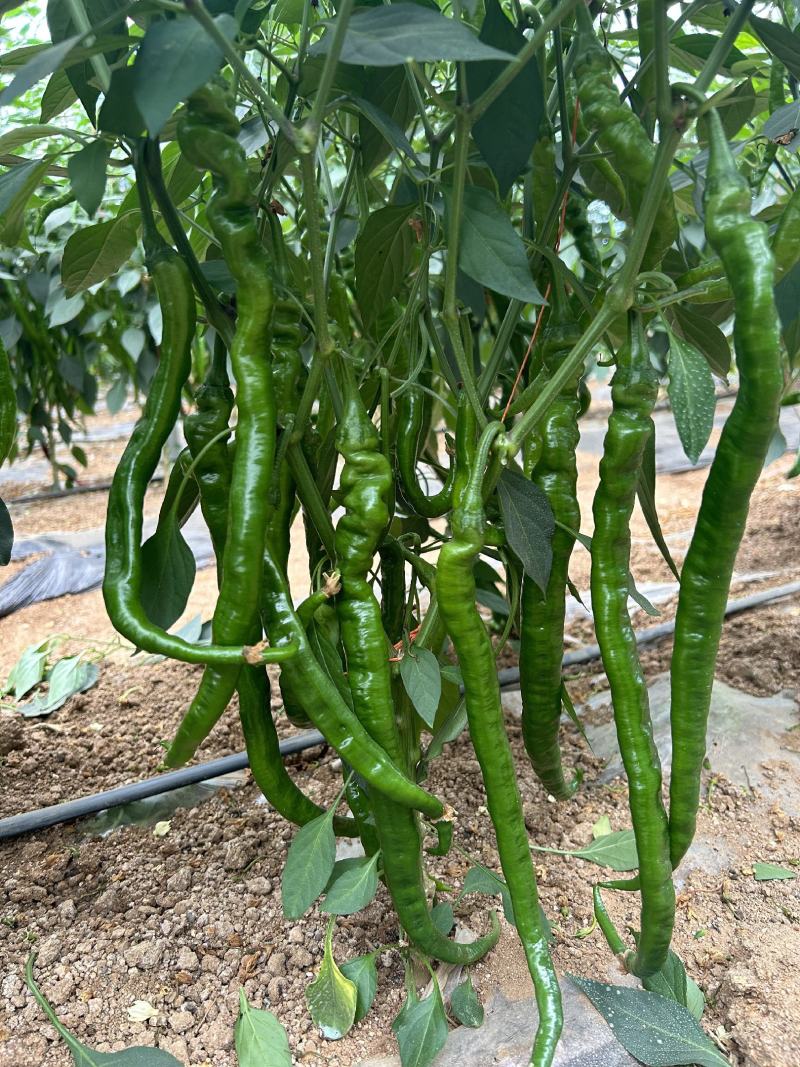 抗性强线椒苗露天保护地均可种植产量高商品率高