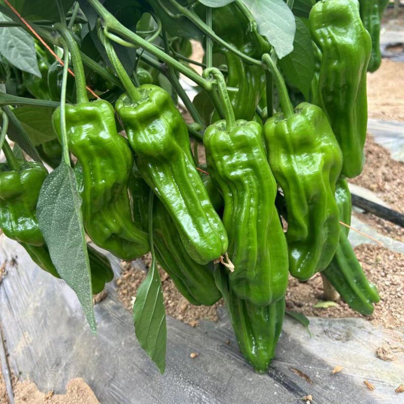 抗性强线椒苗露天保护地均可种植产量高商品率高