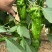 抗性强线椒苗露天保护地均可种植产量高商品率高