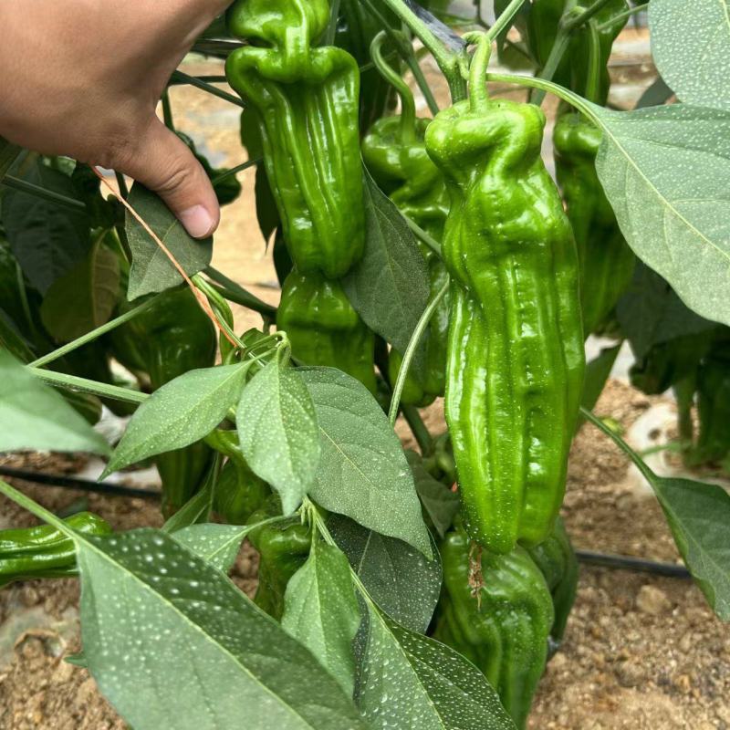 抗性强线椒苗露天保护地均可种植产量高商品率高