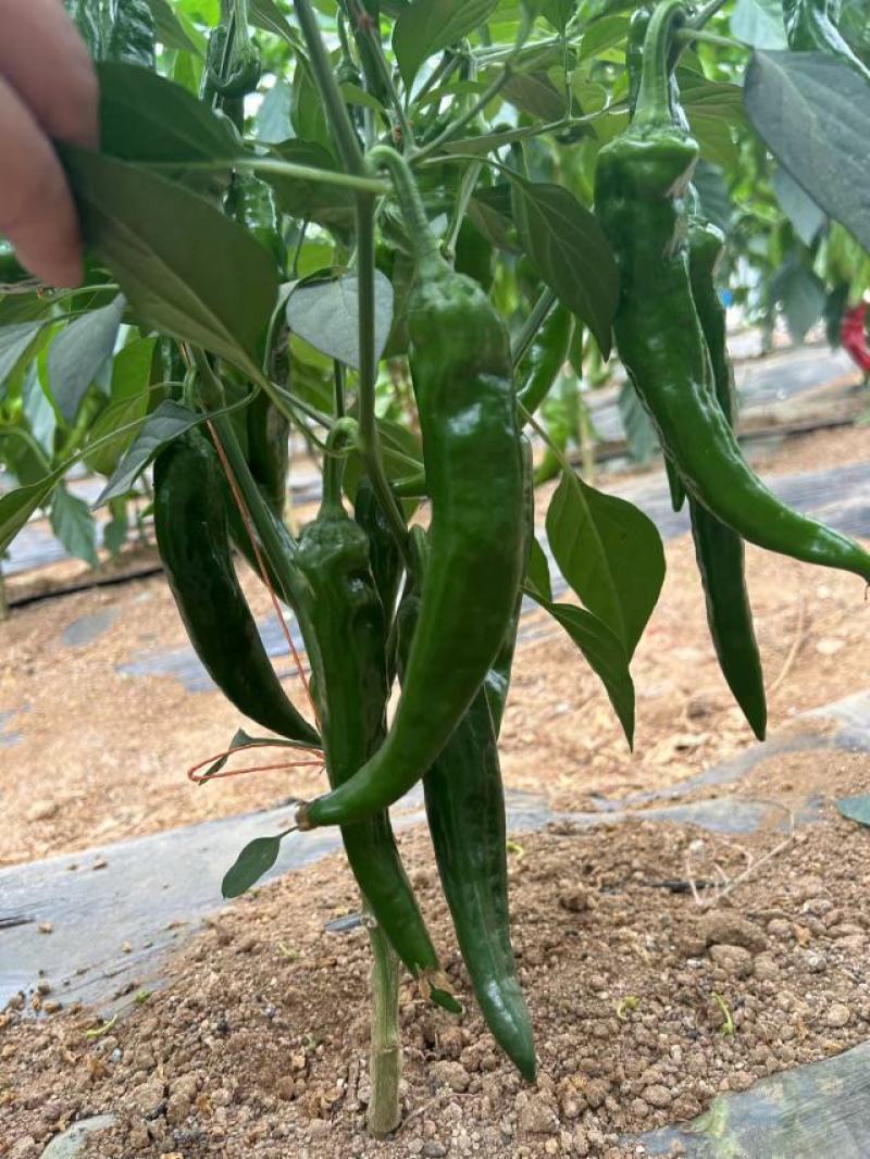 抗性强线椒苗露天保护地均可种植产量高商品率高