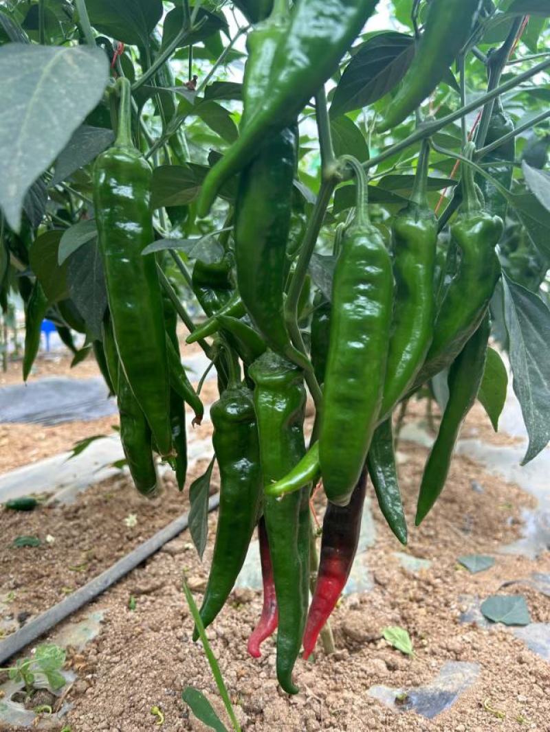 抗性强线椒苗露天保护地均可种植产量高商品率高