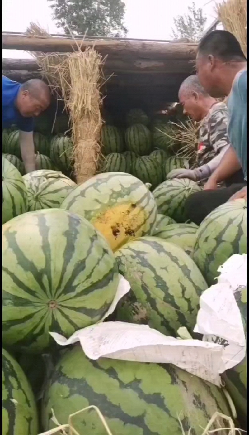 吉林甜王西瓜，庆红999大量上市中，欢迎各地客商选购