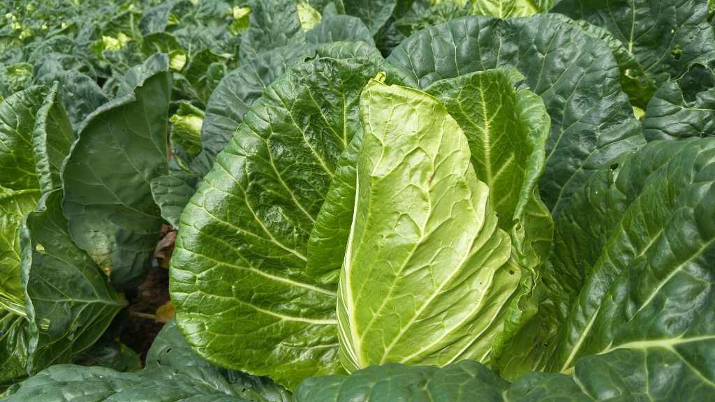 展示皱叶甘蓝与牛心甘蓝在维生素A、维生素K、膳食纤维和热量方面的对比柱状图,图表清晰易懂 营养对比图表