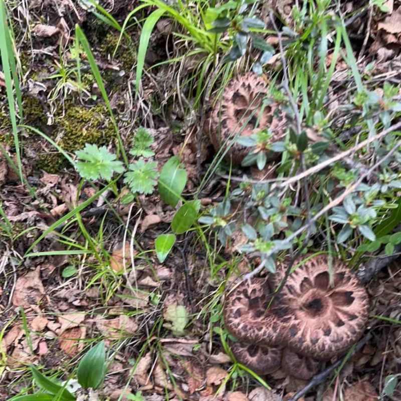 新鲜野生虎掌菌