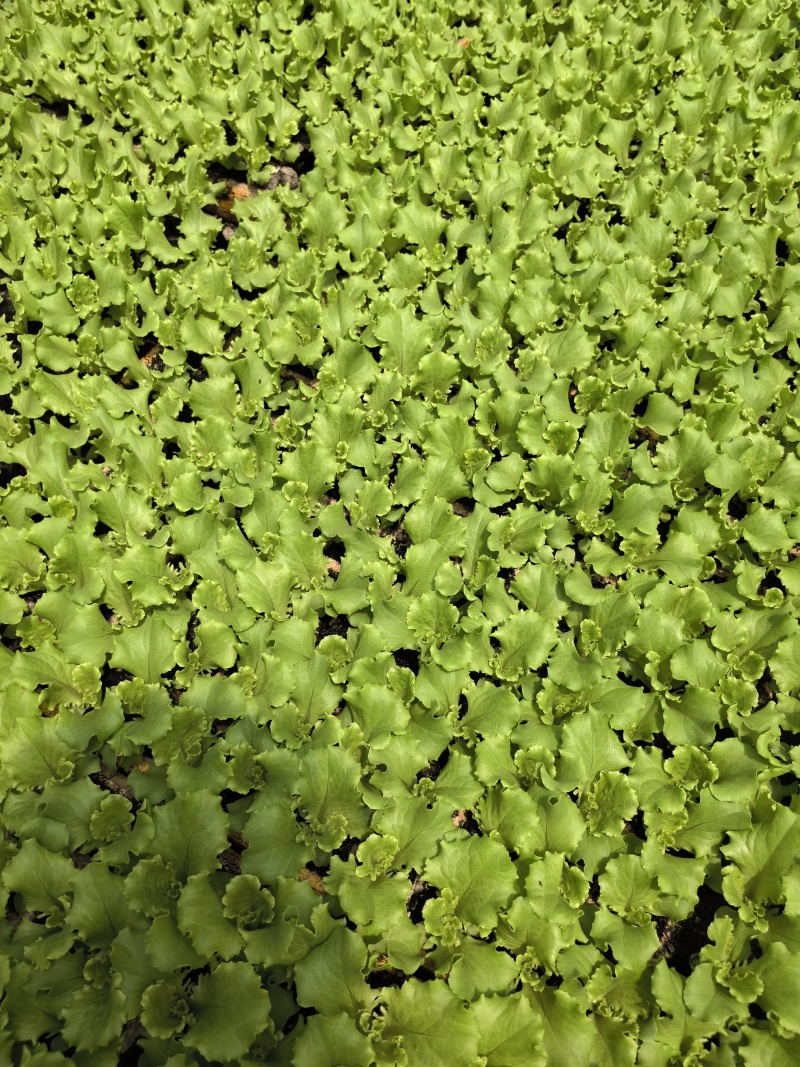 云南蔬菜苗玉溪生菜苗意大利生菜苗大量有货价格低