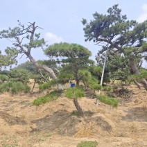 造型松各种规格现挖现发油松黑松赤松欢迎来电洽谈价更优惠