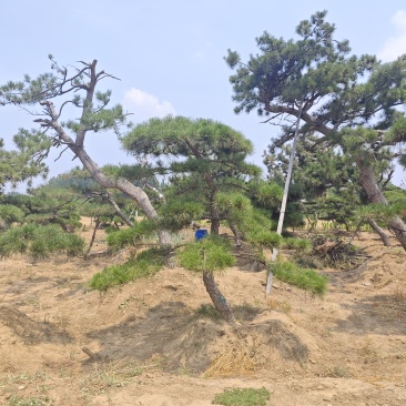 造型松各种规格现挖现发油松黑松赤松欢迎来电洽谈价更优惠