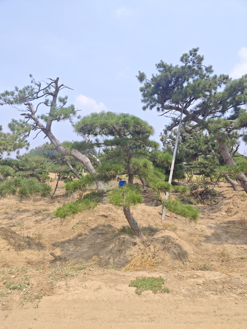 造型松各种规格现挖现发油松黑松赤松欢迎来电洽谈价更优惠