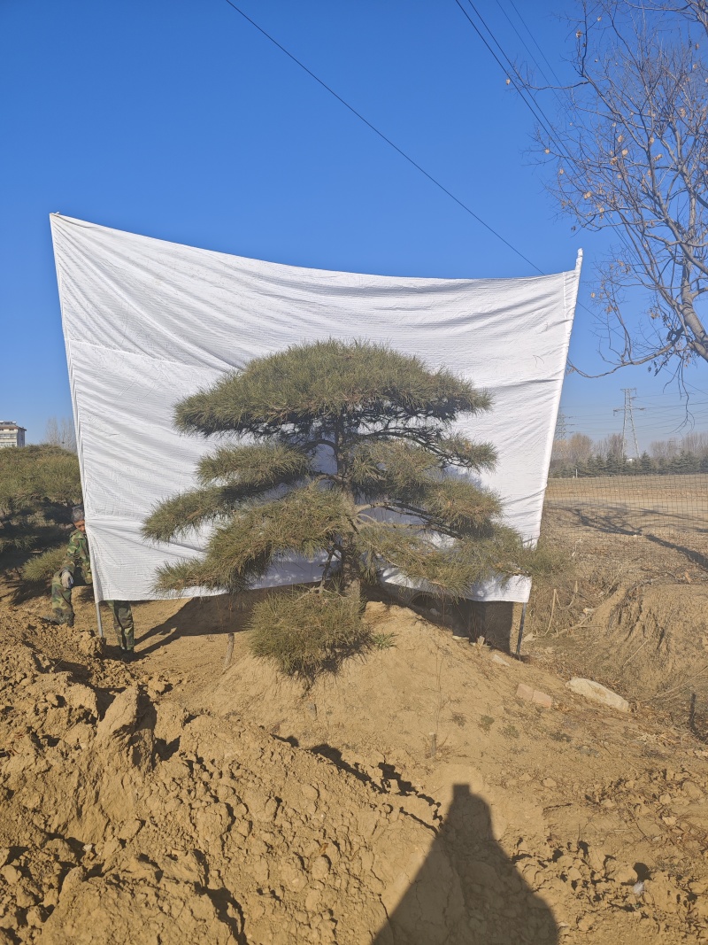 造型松各种规格现挖现发油松黑松赤松欢迎来电洽谈价更优惠