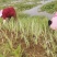花叶玉蝉花价格美丽适合在水边生长花期长品质好