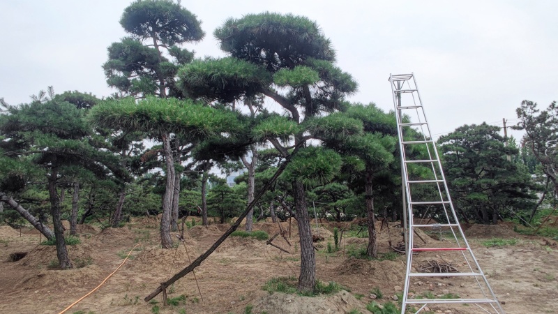 造型松各种规格现挖现发油松黑松赤松欢迎来电洽谈价更优惠