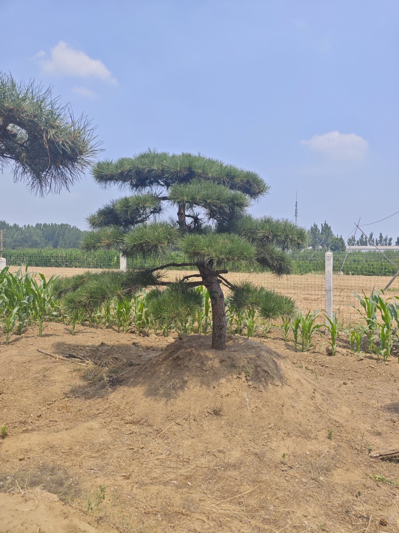 造型松各种规格现挖现发油松黑松赤松欢迎来电洽谈价更优惠