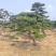 造型松各种规格现挖现发油松黑松赤松欢迎来电洽谈价更优惠