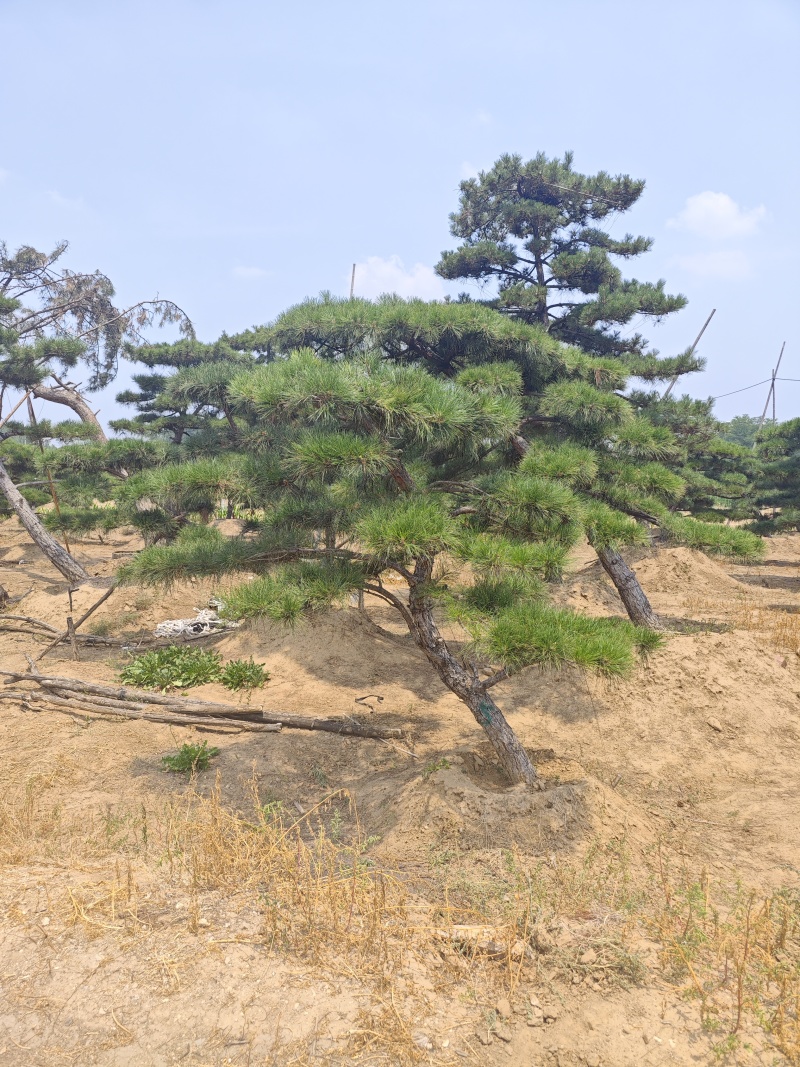 造型松各种规格现挖现发油松黑松赤松欢迎来电洽谈价更优惠