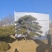 造型松各种规格现挖现发油松黑松赤松欢迎来电洽谈价更优惠