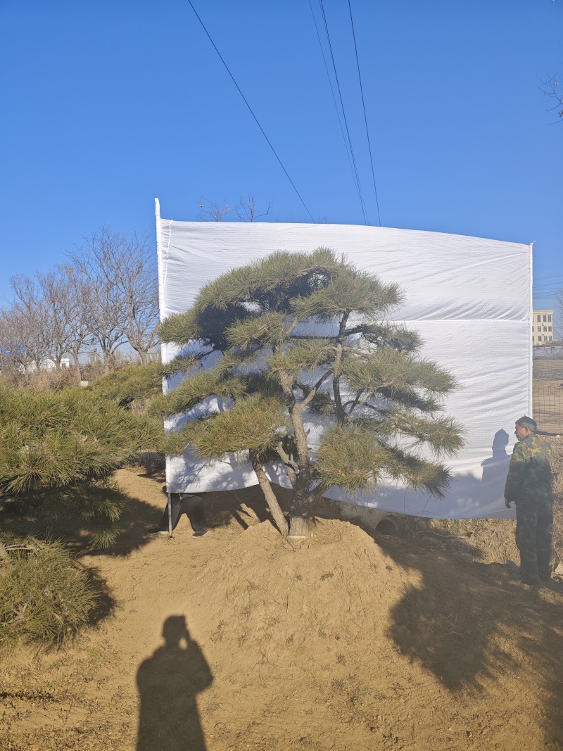 造型松各种规格现挖现发油松黑松赤松欢迎来电洽谈价更优惠