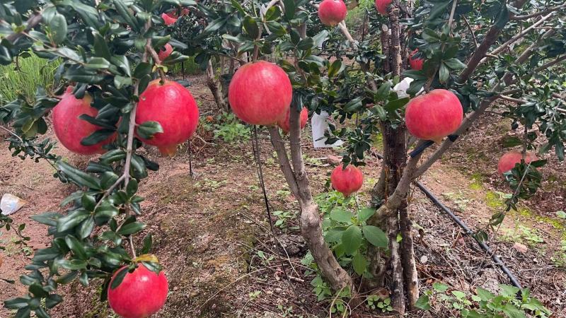 会理市突尼斯软籽石榴大量上市中会理软籽石榴