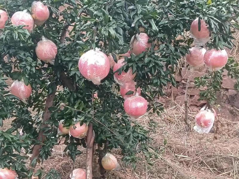会理市突尼斯软籽石榴大量上市中会理软籽石榴