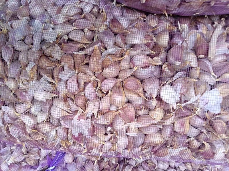 精品红根蒜苗种子出芽整齐产地直发全国发货