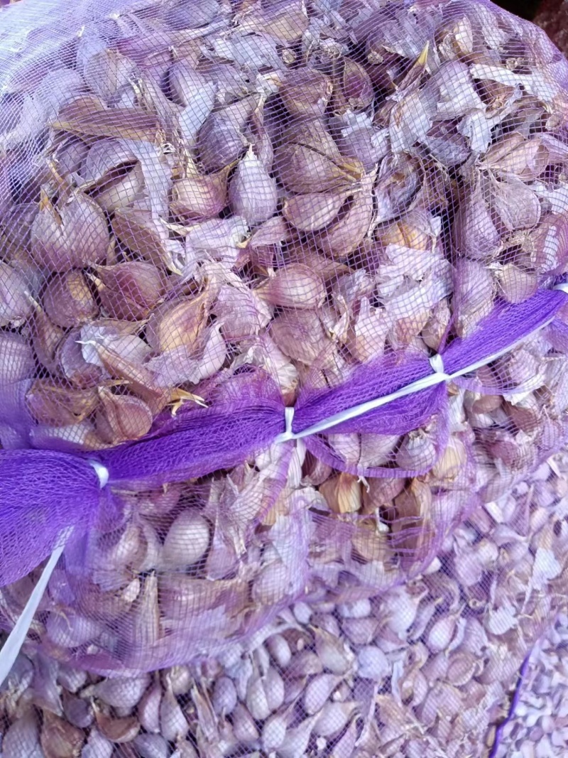 精品红根蒜苗种子出芽整齐产地直发全国发货