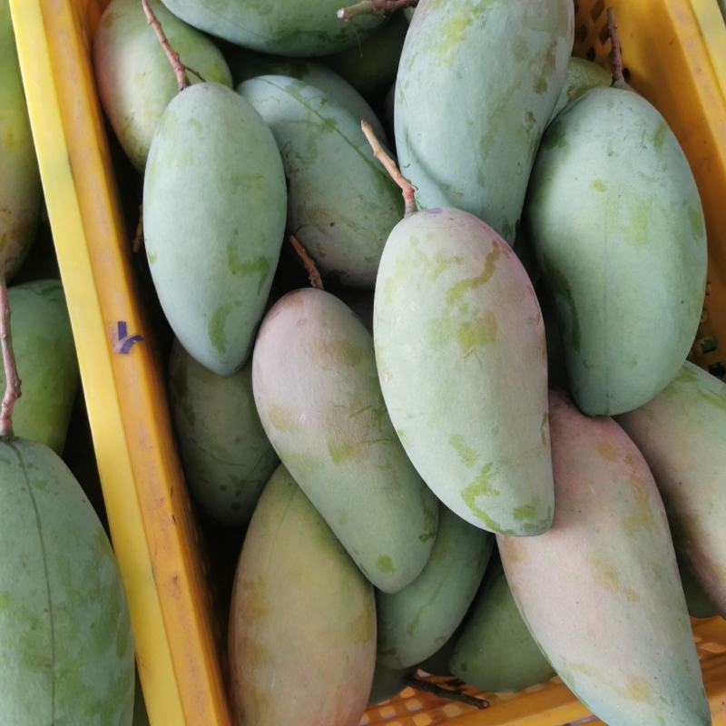 广西青芒金煌芒一手批发零售一件代发整箱包邮