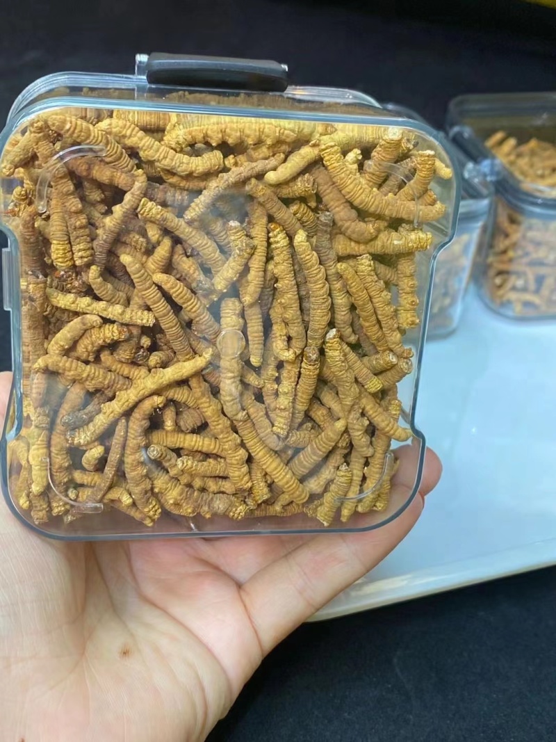 产地直销需要各种规格冬虫夏草的来咨询合作
