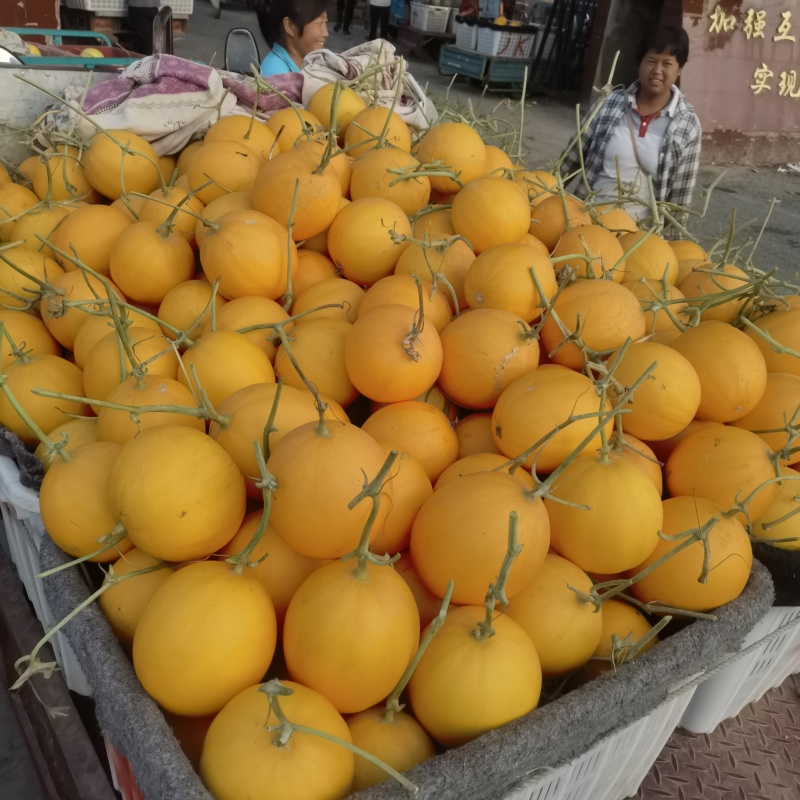 河南省安阳市滑县万亩瓜果蔬菜基地直供黄金瓜