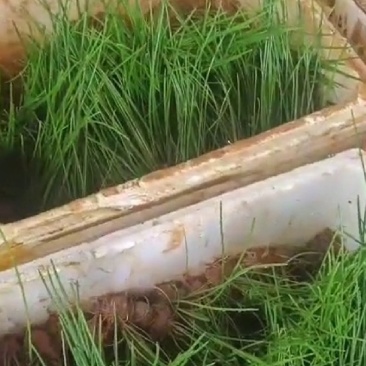 江苏优质马蹄荸荠苗，可种植5-6亩田，2000打包价