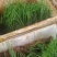 江苏优质马蹄荸荠苗，可种植5-6亩田，2000打包价