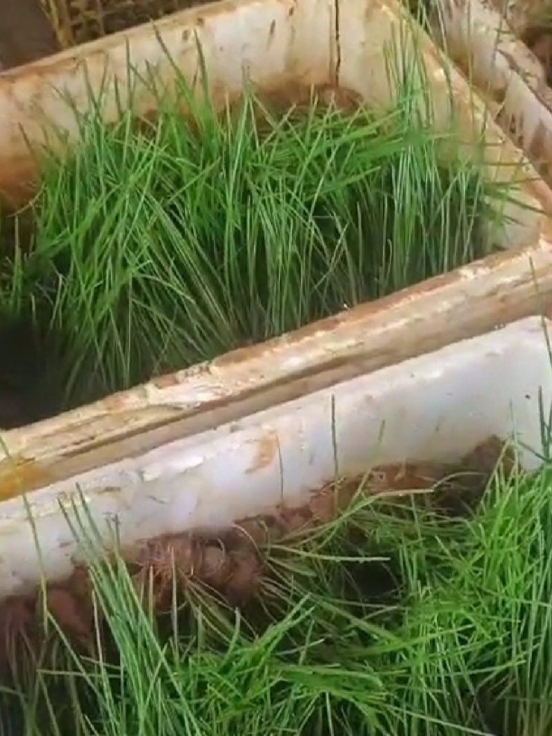 江苏优质马蹄荸荠苗，可种植5-6亩田，2000打包价