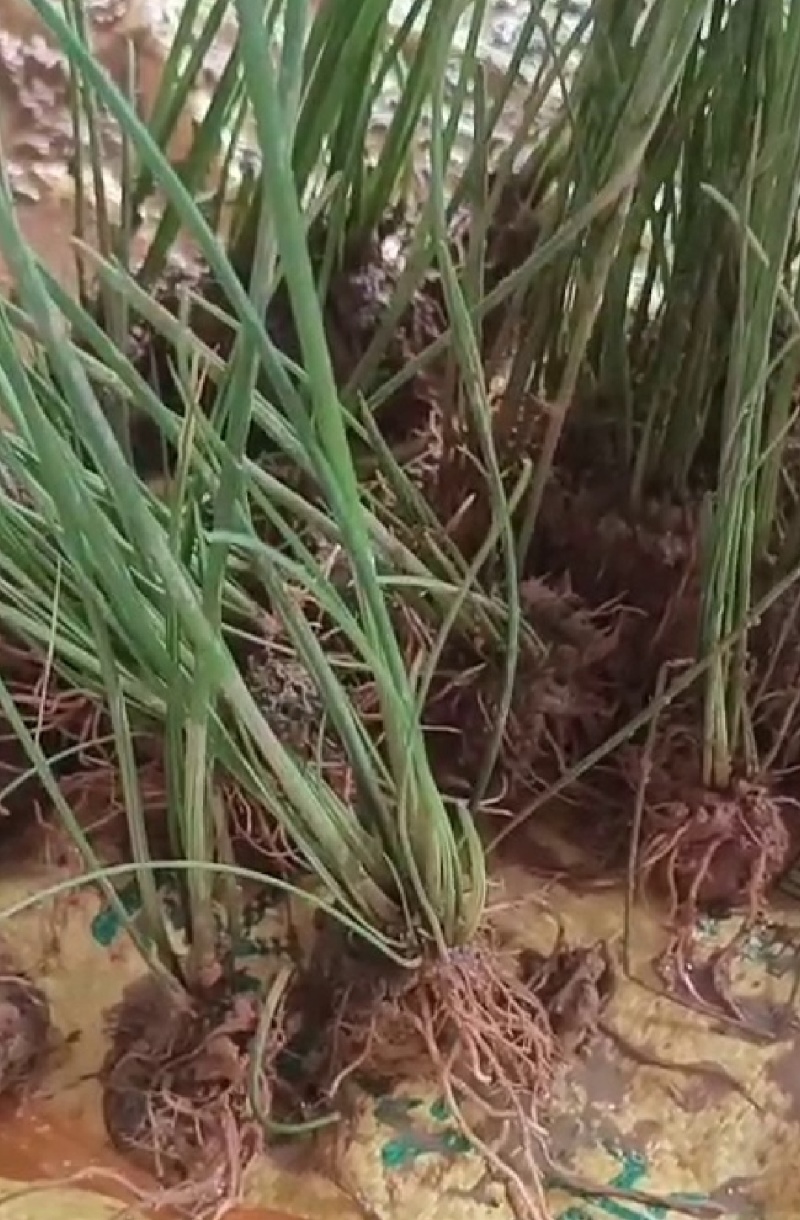 江苏优质马蹄荸荠苗，可种植5-6亩田，2000打包价