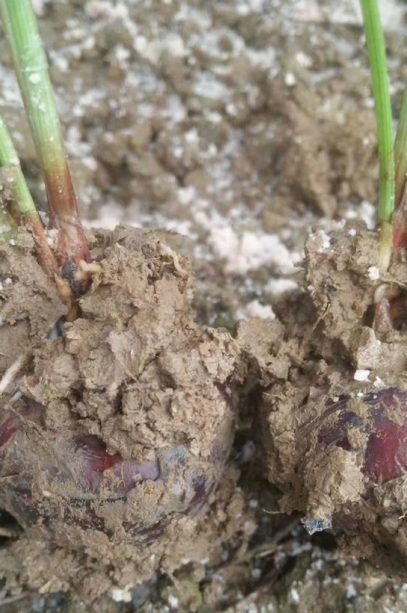 江苏优质马蹄荸荠苗，可种植5-6亩田，2000打包价