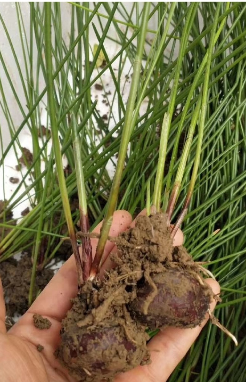 江苏优质马蹄荸荠苗，可种植5-6亩田，2000打包价