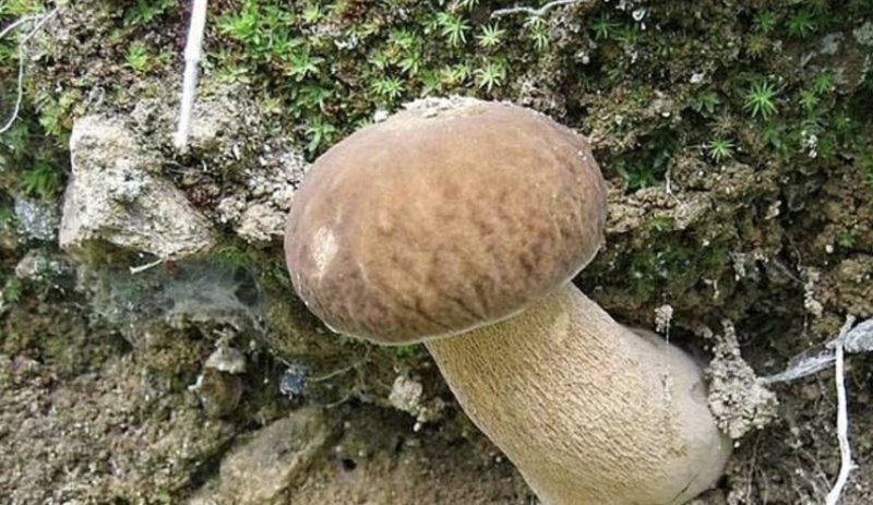 大山里的牛肝菌，黄牛肝菌品质保证，量大从优，欢迎咨询