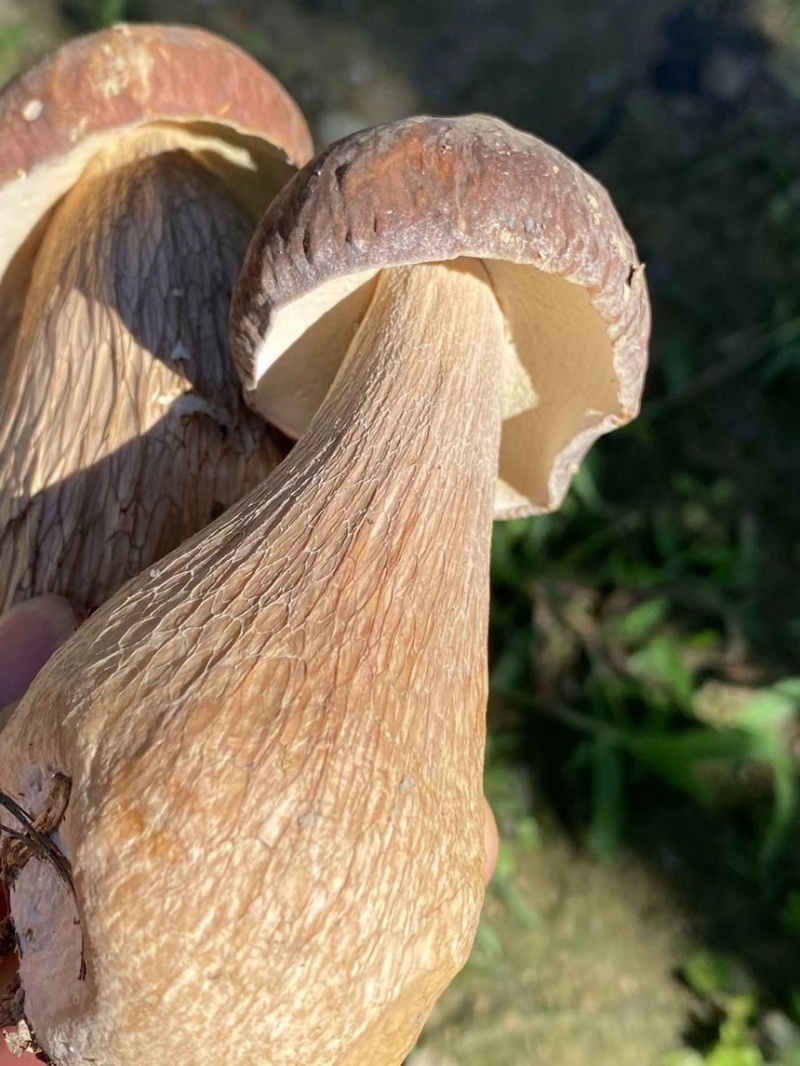 大山里的牛肝菌，黄牛肝菌品质保证，量大从优，欢迎咨询
