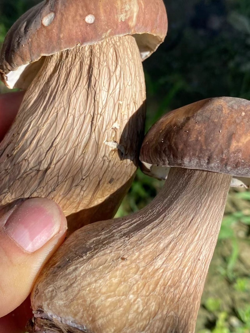 大山里的牛肝菌，黄牛肝菌品质保证，量大从优，欢迎咨询