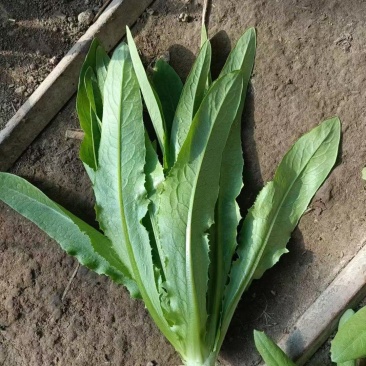 油麦菜代办一条龙，现砍现发
