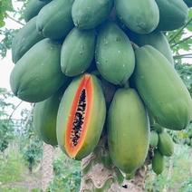 红心木瓜大量有果出售基地种植果价格优惠。