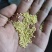 小米，大颗粒黄小米，大量供应