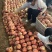 山东春雪突围仓方早生8号川中岛万亩基地全国代发