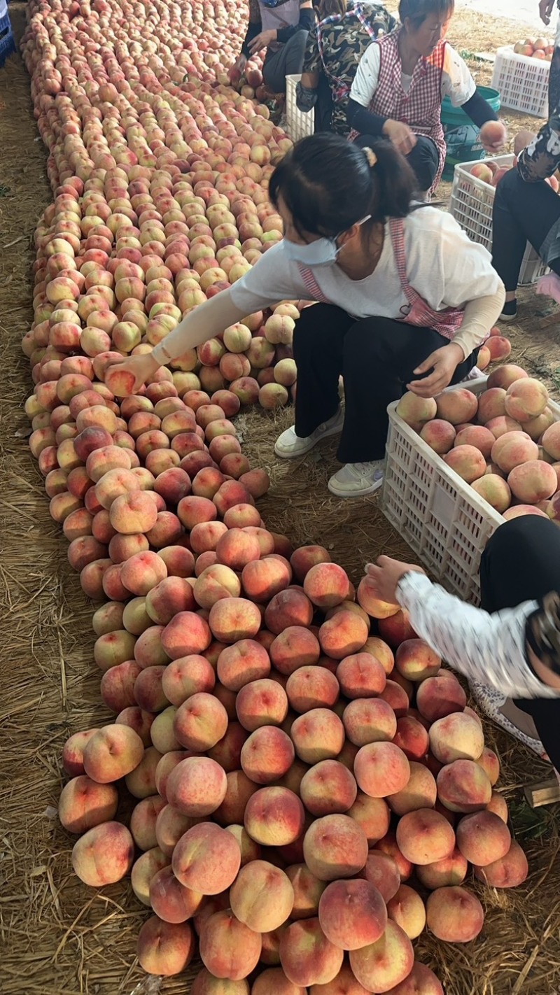 山东春雪突围仓方早生8号川中岛万亩基地全国代发